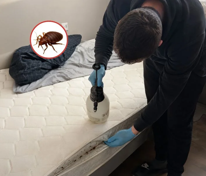 Technicien traitant un matelas contre les punaises de lit à Montmagny